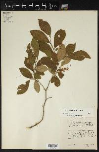 Lyonia ligustrina var. ligustrina image