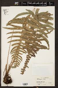 Blechnum occidentale image