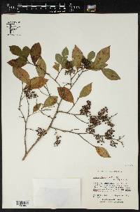 Lyonia ligustrina var. ligustrina image