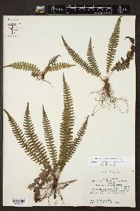 Blechnum polypodioides image