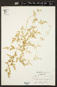 Lygodium japonicum image