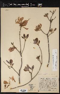 Rhododendron prinophyllum image