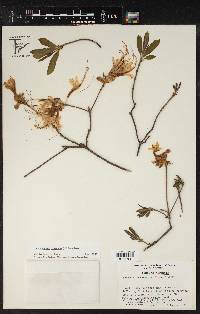 Rhododendron canescens image