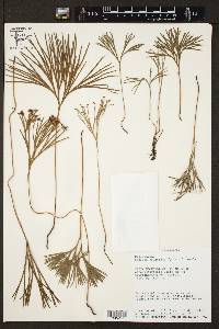 Schizaea dichotoma image