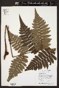 Cyathea surinamensis image