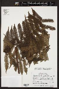 Cyathea tortuosa image