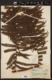 Cyathea sternbergii image