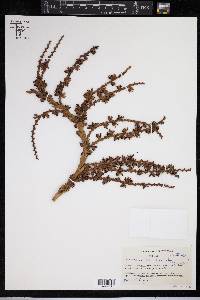 Laccosperma opacum image