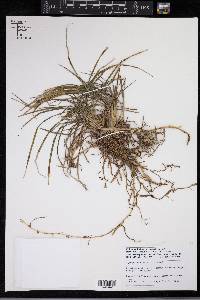 Ophiopogon japonicus image