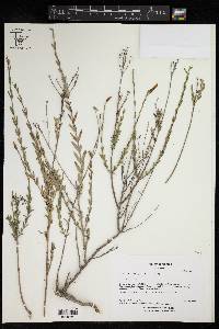 Menodora longiflora image
