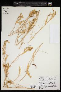 Astragalus regiomontanus image