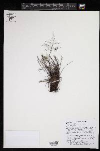 Notholaena sulphurea image