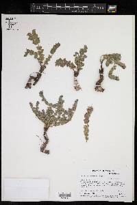 Euphorbia johnstonii image