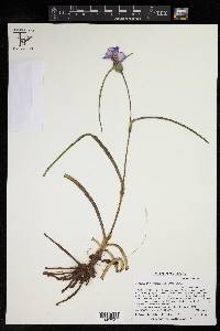 Tradescantia occidentalis image