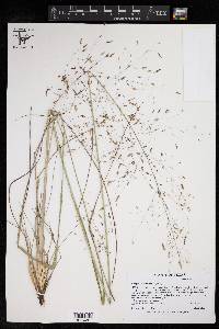 Eragrostis trichodes image