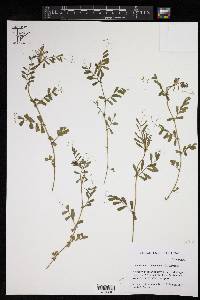 Vicia sativa subsp. nigra image