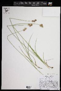 Carex tetrastachya image