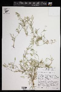 Eragrostis hypnoides image