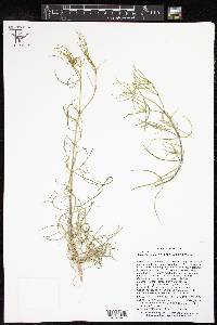 Sartwellia gypsophila image