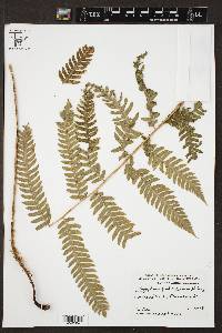 Dryopteris goldieana image