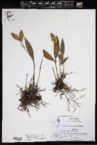 Encyclia ochracea image