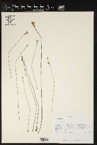 Utricularia juncea image