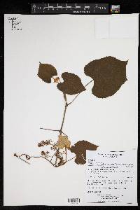 Vitis tiliifolia image