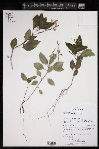 Stenandrium chameranthemoideum image