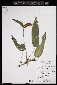 Anthurium flexile subsp. muelleri image