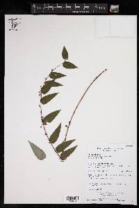 Phyllanthus purpusii image