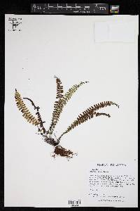 Asplenium resiliens image