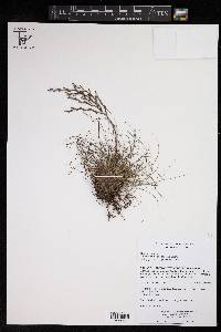 Tillandsia filifolia image