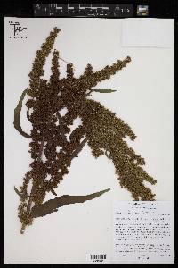 Rumex altissimus image