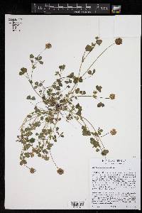 Trifolium carolinianum image