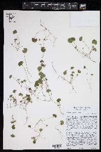 Dichondra carolinensis image