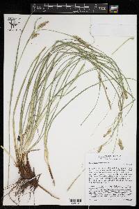 Carex cherokeensis image