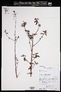 Lopezia racemosa image