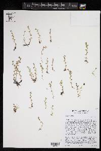 Lysimachia minima image