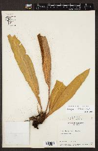 Elaphoglossum latifolium image