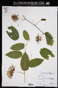 Passiflora serratifolia image