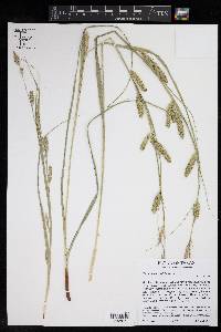 Carex cherokeensis image