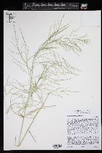 Eragrostis curtipedicellata image