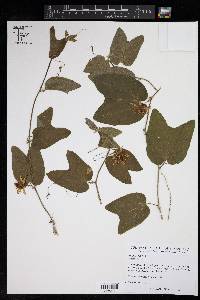 Passiflora rubra image