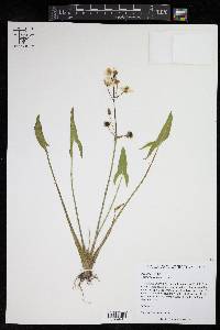 Sagittaria cuneata image