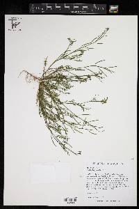 Cardamine parviflora image