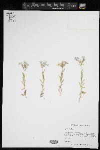 Phlox drummondii image