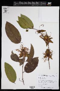 Image of Passiflora acuminata