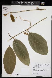 Passiflora ferruginea image