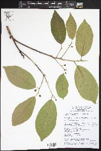 Frangula capreifolia var. capreifolia image