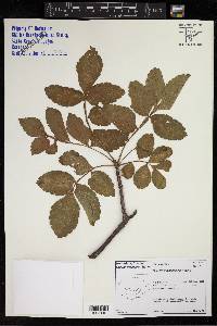 Bursera graveolens image